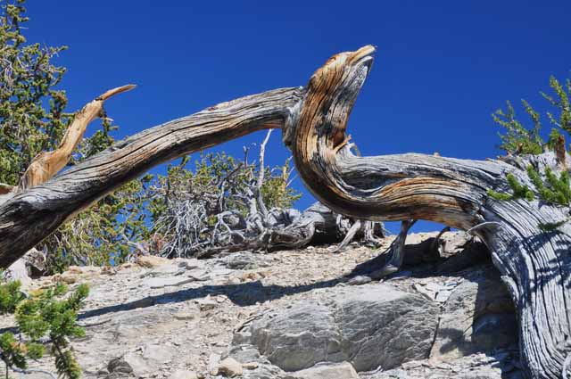 bristlecone